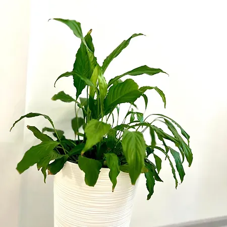 Osapart At A Complex Shevchenka 21 아파트