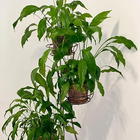 아파트 Osapart At A Complex Shevchenka 21