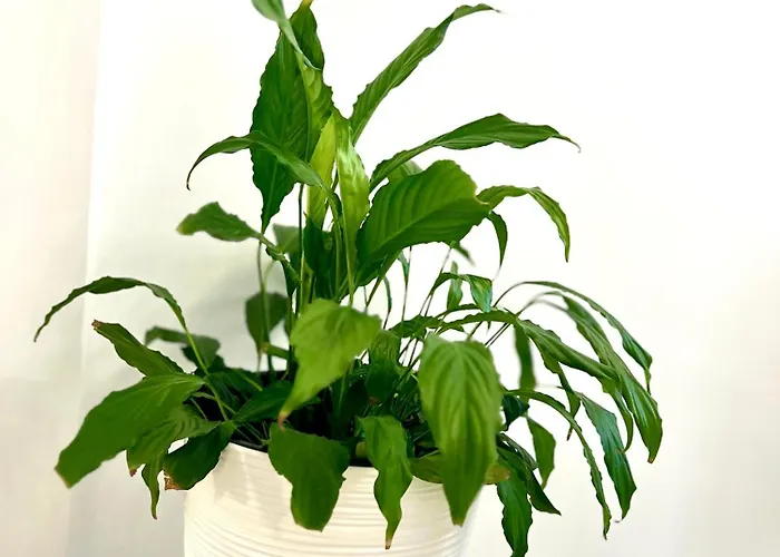 Osapart At A Complex Shevchenka 21 アパート