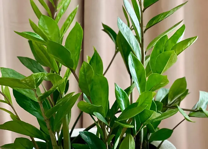 Osapart At A Complex Shevchenka 21 * リヴィウ