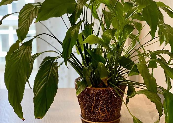 Osapart At A Complex Shevchenka 21 Apartmán *